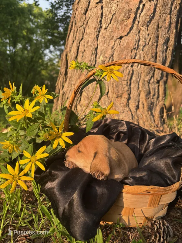 Sky – Dachshund, Miniature Dachshund puppy for sale in Mountain Grove, MO
