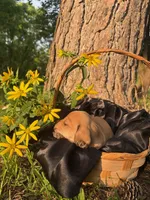 Sky, a female Dachshund and Miniature Dachshund for sale in Mountain Grove, MO – 1 of 9
