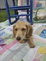 Spirit, a male Miniature Dachshund for sale in Mountain Grove, MO – 3 of 5