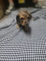 Bingo, a male Miniature Dachshund for sale in Mountain Grove, MO – 10 of 10
