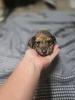 Bingo, a male Miniature Dachshund for sale in Mountain Grove, MO – 3 of 10
