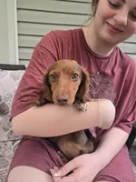 Ariel, a female Miniature Dachshund for sale in Mountain Grove, MO – 2 of 7