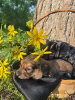 Bingo, a male Miniature Dachshund for sale in Mountain Grove, MO – 5 of 10
