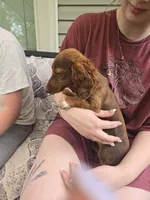 Ariel, a female Miniature Dachshund for sale in Mountain Grove, MO – 4 of 7