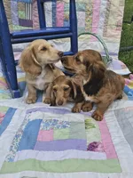  Chiccalynda, a female Miniature Dachshund for sale in Mountain Grove, MO – 5 of 6