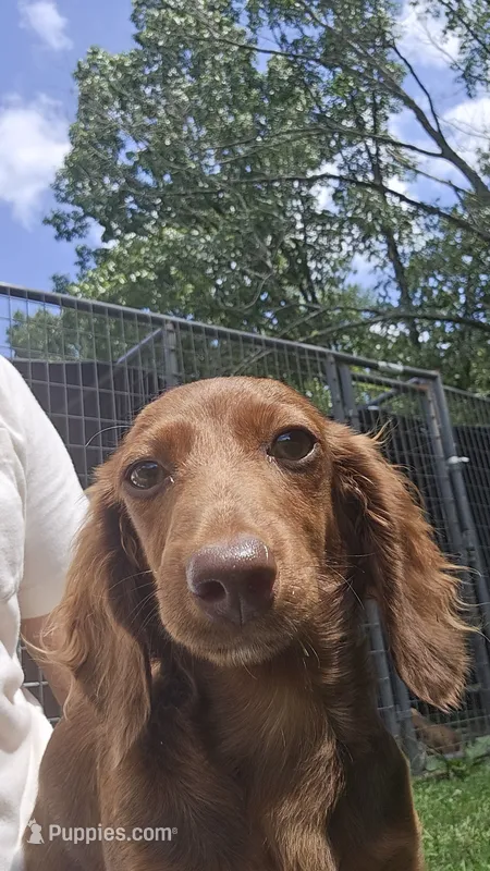 Ariel – Miniature Dachshund puppy for sale in Mountain Grove, MO