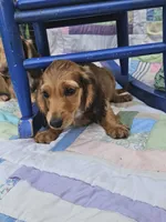 Bingo, a male Miniature Dachshund for sale in Mountain Grove, MO – 4 of 4