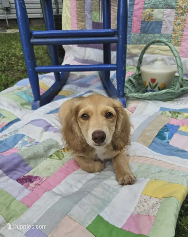Spirit – Miniature Dachshund puppy for sale in Mountain Grove, MO