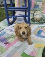 Spirit, a male Miniature Dachshund for sale in Mountain Grove, MO – 1 of 5