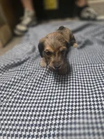 Bingo, a male Miniature Dachshund for sale in Mountain Grove, MO – 4 of 10