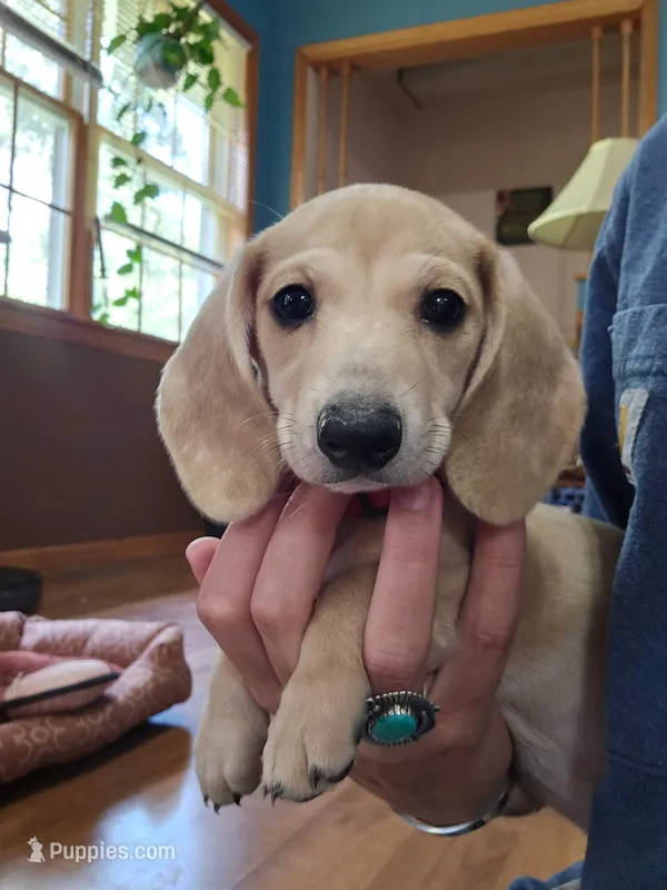 June  – Dachshund puppy for sale in Mountain Grove, MO