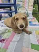 Spirit, a male Miniature Dachshund for sale in Mountain Grove, MO – 4 of 5