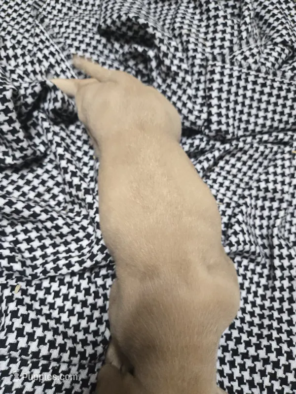 June  – Dachshund puppy for sale in Mountain Grove, MO