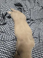 June , a female Dachshund for sale in Mountain Grove, MO – 1 of 10