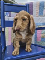  Chiccalynda, a female Miniature Dachshund for sale in Mountain Grove, MO – 6 of 6