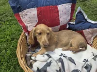  Chiccalynda, a female Miniature Dachshund for sale in Mountain Grove, MO – 4 of 4