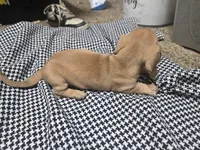 Sky, a female Dachshund and Miniature Dachshund for sale in Mountain Grove, MO – 3 of 9