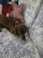 Lady, a female Miniature Dachshund for sale in Mountain Grove, MO – 3 of 4