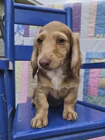  Chiccalynda, a female Miniature Dachshund for sale in Mountain Grove, MO – 1 of 6