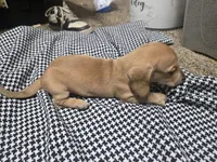 Sky, a female Dachshund and Miniature Dachshund for sale in Mountain Grove, MO – 2 of 9