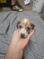 Dot, a  Dachshund for sale in Mountain Grove, MO – 3 of 10