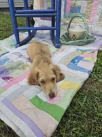 Spirit, a male Miniature Dachshund for sale in Mountain Grove, MO – 2 of 5