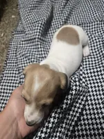 Dot, a  Dachshund for sale in Mountain Grove, MO – 6 of 10