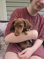 Ariel, a female Miniature Dachshund for sale in Mountain Grove, MO – 3 of 7