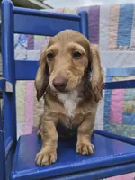  Chiccalynda, a female Miniature Dachshund for sale in Mountain Grove, MO – 2 of 6