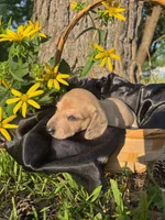 June , a  Dachshund and Miniature Dachshund for sale in Mountain Grove, MO – 6 of 10