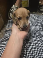 Sky, a female Dachshund and Miniature Dachshund for sale in Mountain Grove, MO – 9 of 9