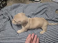June , a  Dachshund and Miniature Dachshund for sale in Mountain Grove, MO – 8 of 10