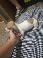 Dot, a  Dachshund for sale in Mountain Grove, MO – 7 of 10