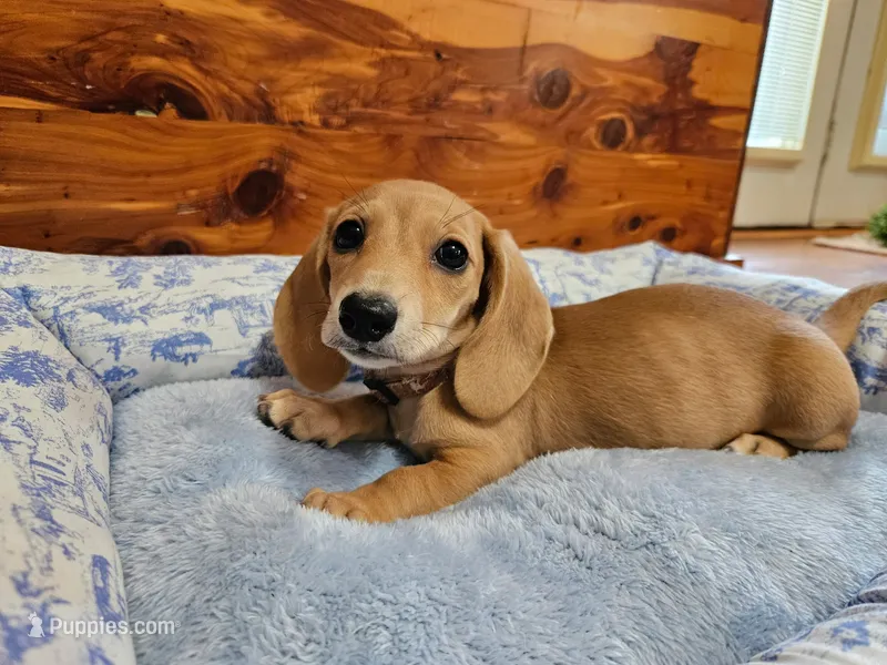 Sky – Dachshund, Miniature Dachshund puppy for sale in Mountain Grove, MO