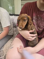Ariel, a female Miniature Dachshund for sale in Mountain Grove, MO – 6 of 7