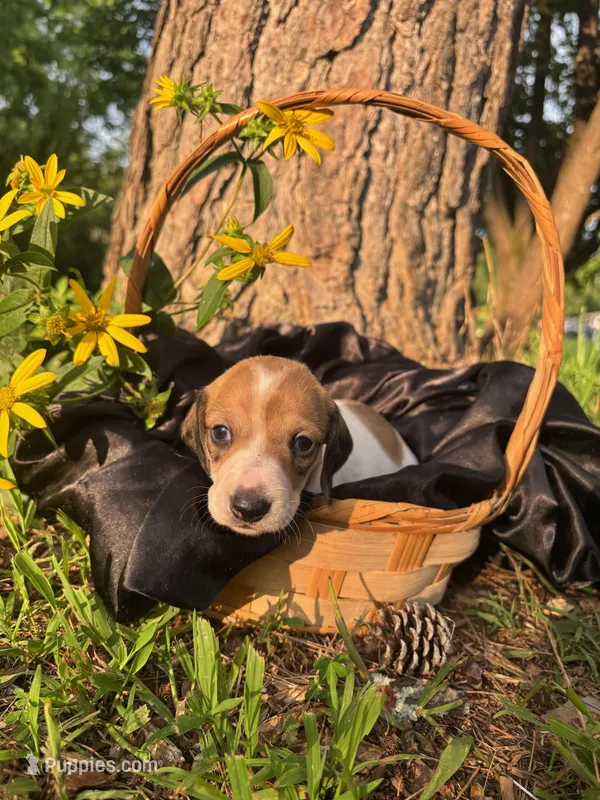 Dot – Dachshund puppy for sale in Mountain Grove, MO