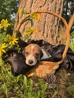 Dot, a  Dachshund for sale in Mountain Grove, MO – 1 of 10