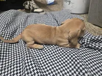 Sky, a female Dachshund and Miniature Dachshund for sale in Mountain Grove, MO – 7 of 9