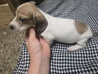 Dot, a  Dachshund for sale in Mountain Grove, MO – 4 of 10