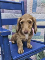  Chiccalynda, a female Miniature Dachshund for sale in Mountain Grove, MO – 4 of 6