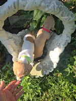 Dot, a female Miniature Dachshund for sale in Mountain Grove, MO – 8 of 8