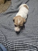 Dot, a  Dachshund for sale in Mountain Grove, MO – 8 of 10