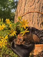 Bingo, a male Miniature Dachshund for sale in Mountain Grove, MO – 6 of 10