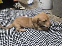 Sky, a female Dachshund and Miniature Dachshund for sale in Mountain Grove, MO – 6 of 9