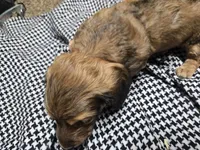 Chase, a male Miniature Dachshund for sale in Mountain Grove, MO – 9 of 9