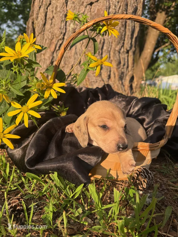 June  – Dachshund, Miniature Dachshund puppy for sale in Mountain Grove, MO