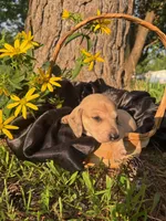 June , a  Dachshund and Miniature Dachshund for sale in Mountain Grove, MO – 1 of 10