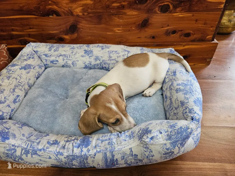 Dot – Miniature Dachshund puppy for sale in Mountain Grove, MO