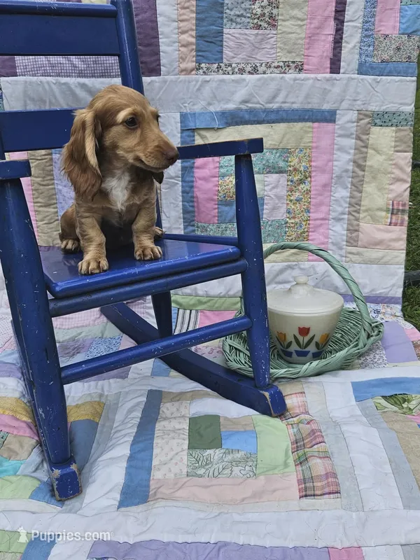  Chiccalynda – Miniature Dachshund puppy for sale in Mountain Grove, MO