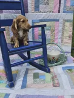  Chiccalynda, a female Miniature Dachshund for sale in Mountain Grove, MO – 3 of 6